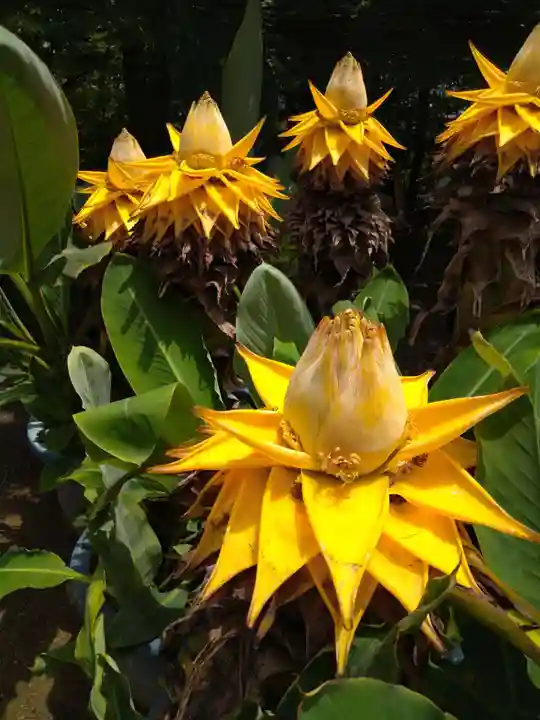 常寂光寺(京都府)