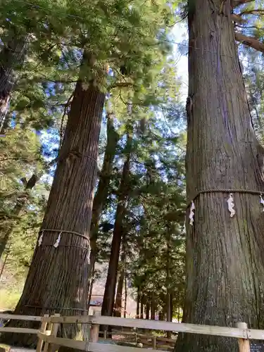 河口浅間神社の自然