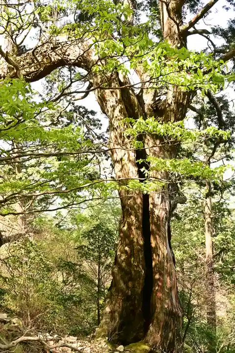 篠山神社(愛媛県)