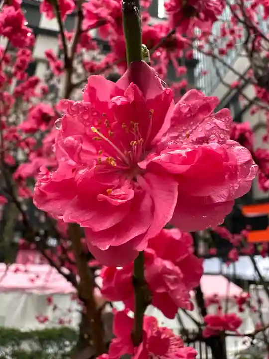福徳神社(芽吹稲荷)の自然