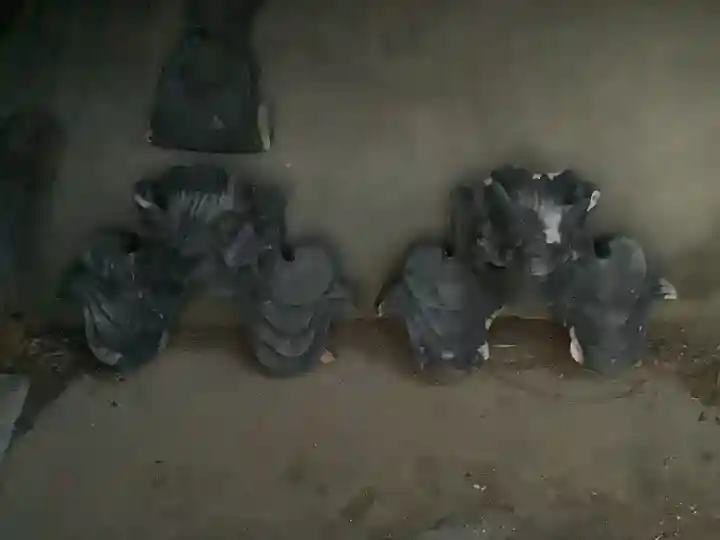 覚成寺のその他建物