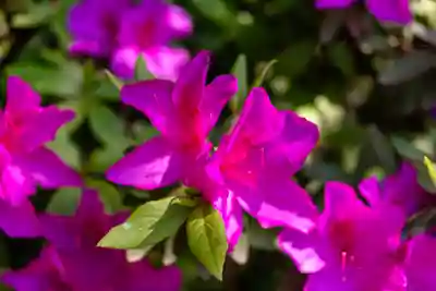 石見国一宮　物部神社(島根県)