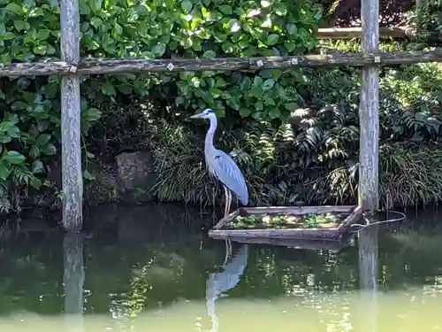 亀戸天神社の動物
