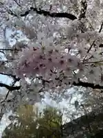 阿佐ヶ谷神明宮の自然