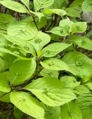 如意寺(京都府)