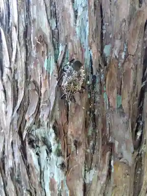 杉杜白髭神社(福井県)