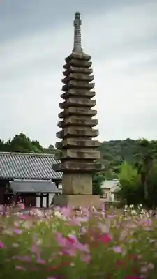 般若寺 ❁﻿コスモス寺❁(奈良県)