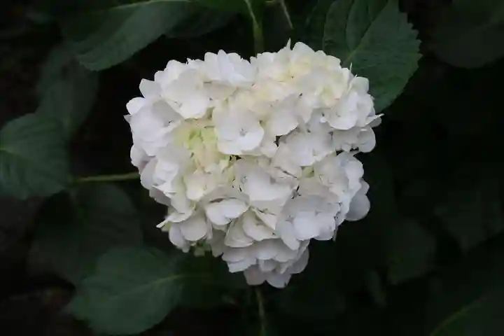 西樂寺(静岡県)