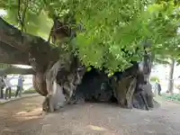 春日神社(徳島県)