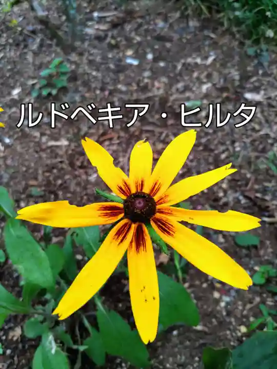 七国山薬王寺の庭園