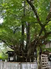 伊那下神社(静岡県)