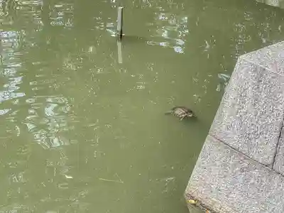 住吉大社(大阪府)