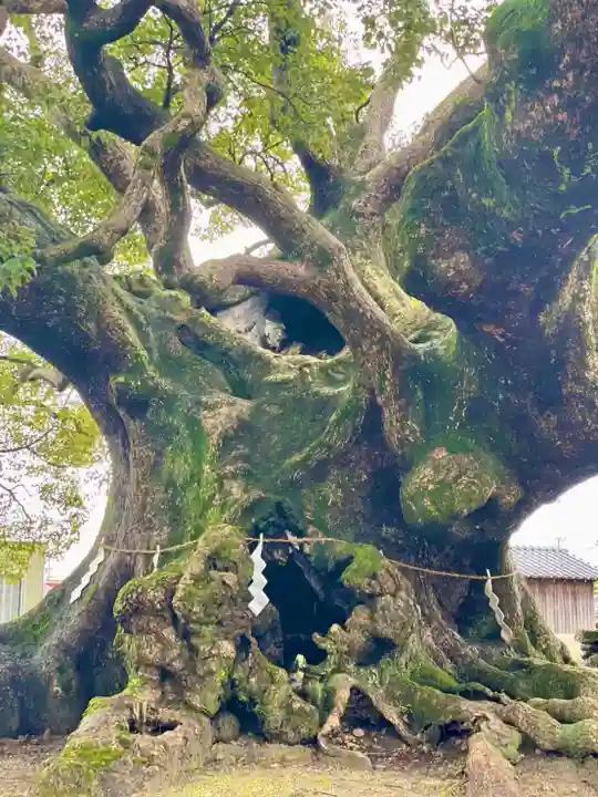 青幡神社(佐賀県)