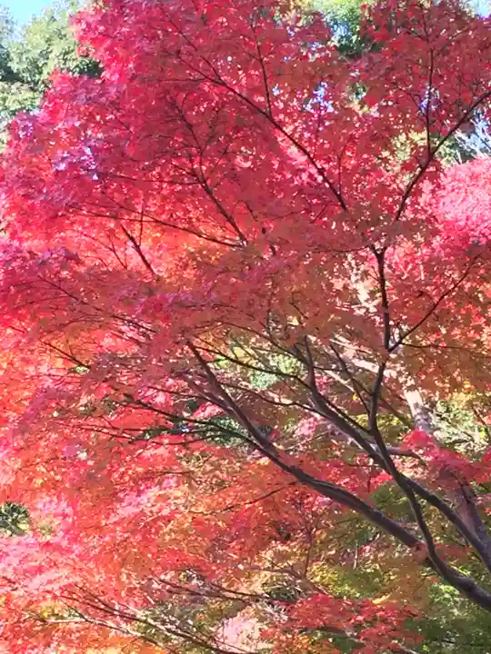 恩智神社の自然