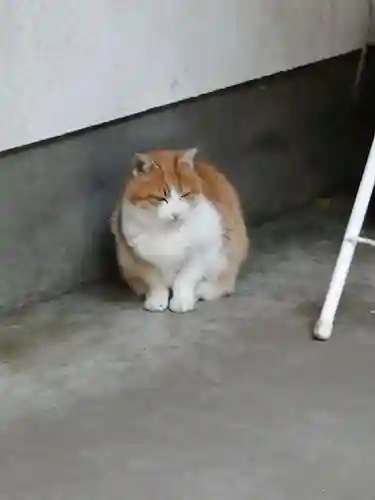 間々田八幡宮の動物