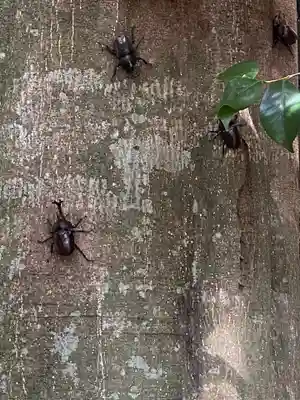 下野 星宮神社(栃木県)