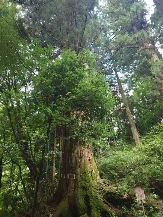 花園神社(茨城県)