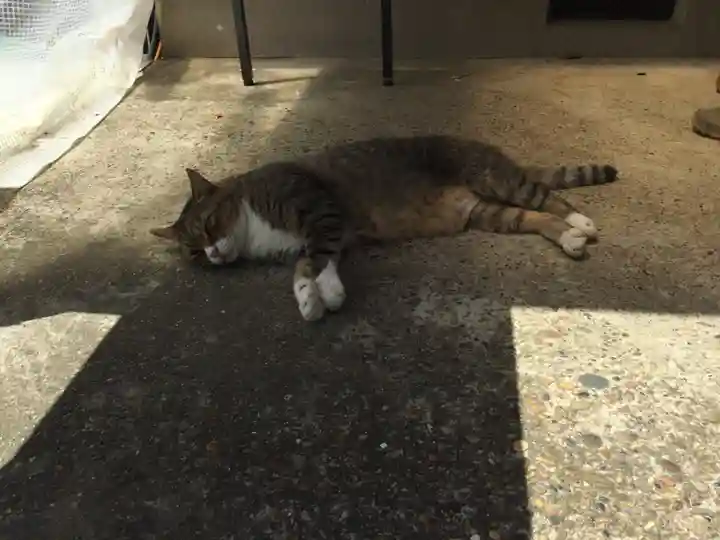 鎌数伊勢大神宮の動物