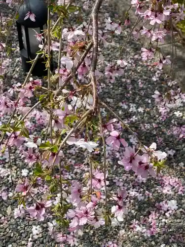 頂法寺（六角堂）の自然