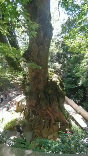 來宮神社(静岡県)