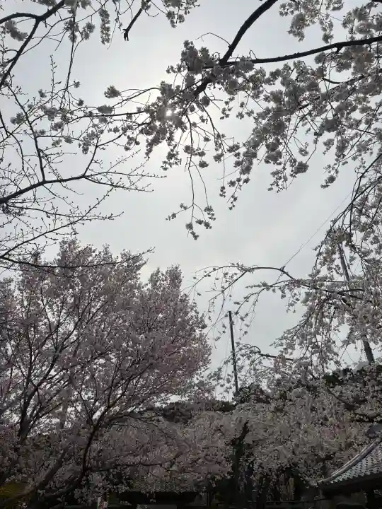 源空院(浅井寺)の{uncategorized: "未分類", other: "その他", undefined: "問題あり", building: "その他建物", grave: "お墓", sacred_gate: "鳥居", guardian: "狛犬", statue: "像", buddha: "仏像", history: "歴史", nature: "自然", garden: "庭園", animal: "動物", pagoda: "塔", temizu: "手水舎", mountain_gate: "山門・神門", sanctuary: "本殿・本堂", subordinate: "末社・摂社", art: "芸術", scenery: "景色", jizo: "地蔵", ema: "絵馬", goshuin: "御朱印", omikuji: "おみくじ", items: "授与品その他", amulet: "お守り", goshuincho: "御朱印帳", eats: "食事", festival: "お祭り", votive_dance: "神楽", shichigosan: "七五三参", wedding: "結婚式", experience: "体験その他", initially: "初詣", around: "周辺", anti_infection: "感染症対策"}