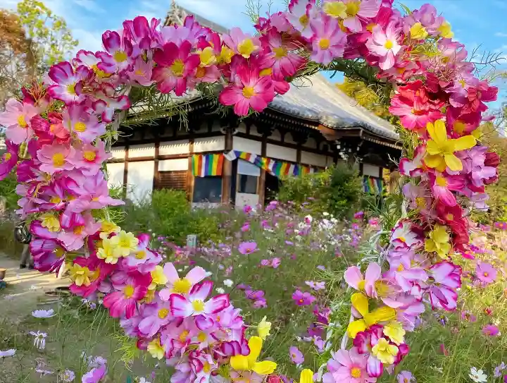 般若寺 ❁コスモス寺❁(奈良県)