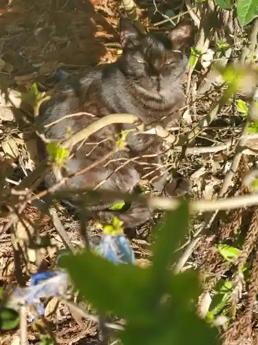 息栖神社の動物