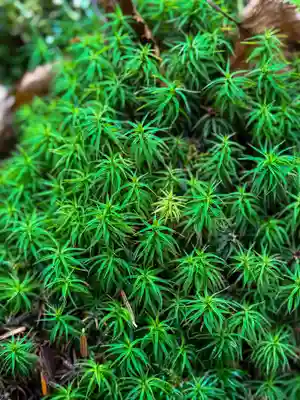 横岳神社(長野県)
