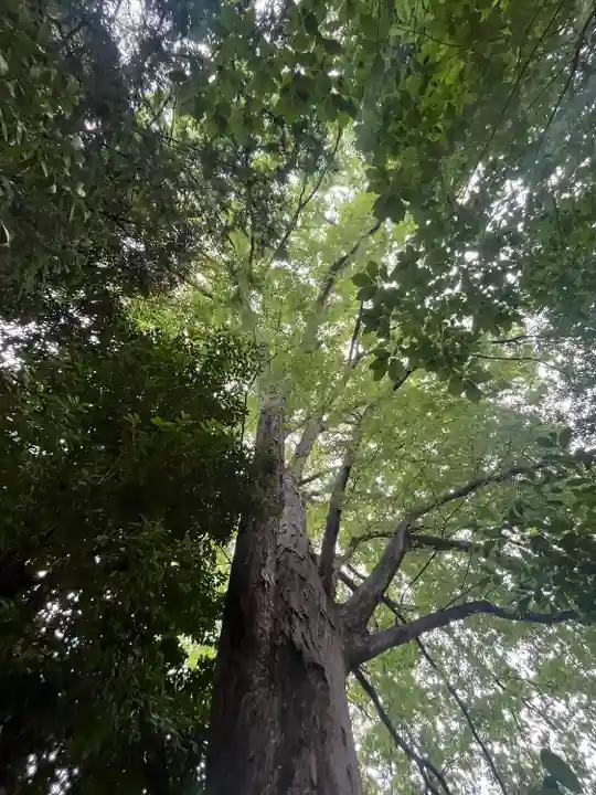 鎮守氷川神社の体験その他