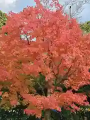 宮城縣護國神社の自然