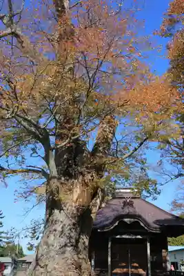 東光寺の自然