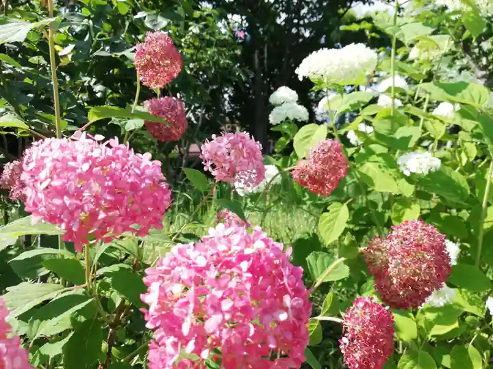 増上寺塔頭 三縁山 宝珠院の自然