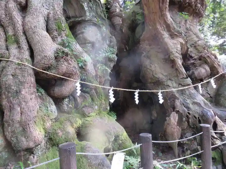 來宮神社の自然