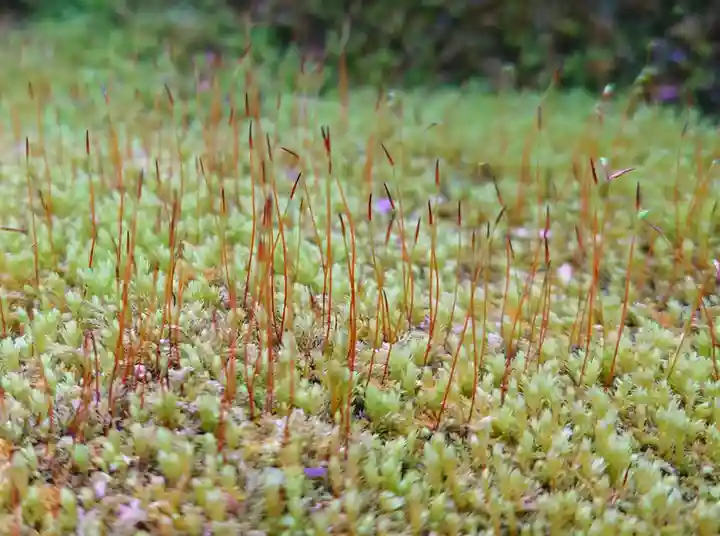 杉本寺(神奈川県)