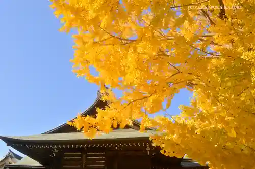 葛飾八幡宮の自然