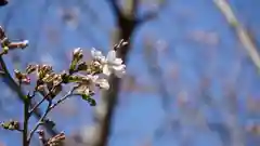 宮崎神社の自然