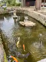 大宮賣神社の動物