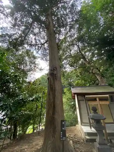熊野神社（杉田・中原）の自然