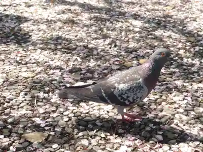 鶴嶺八幡宮(神奈川県)