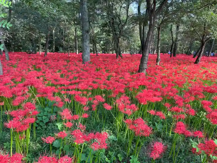 高麗神社(埼玉県)