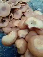 阿邪訶根神社の自然