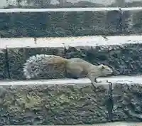 黒龍社(伊奈波神社境内社)(岐阜県)