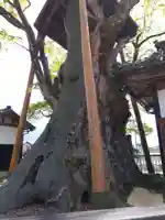 専福寺(福井県)