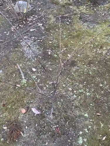 若宮神明社の自然