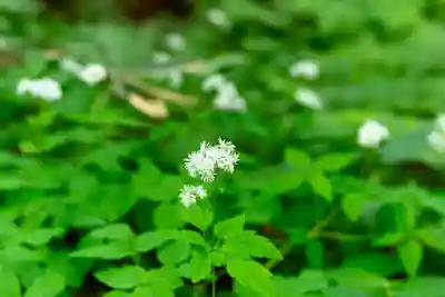 戸隠神社九頭龍社(長野県)