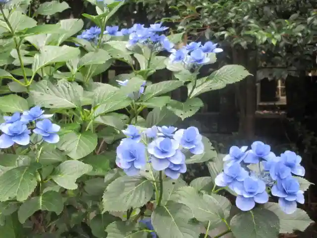 安國論寺(安国論寺)の自然