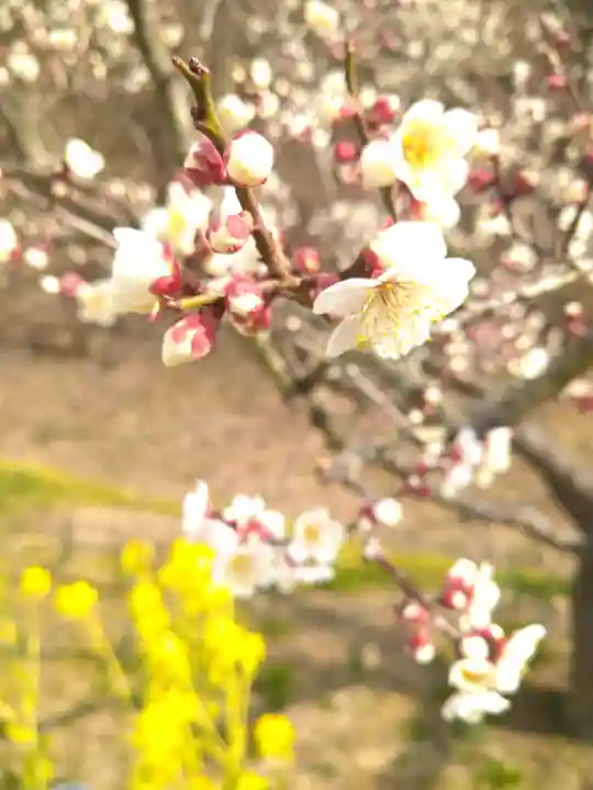 神前神社の自然