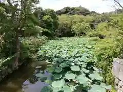 鶴岡八幡宮の庭園