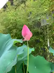 生田神社の自然