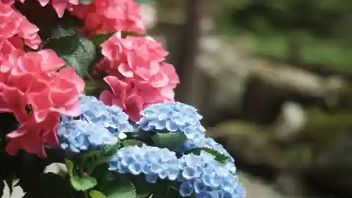 岡寺（龍蓋寺）(奈良県)